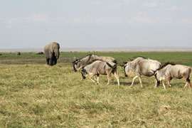 Photo of herd of wildebeest walking past an elephant