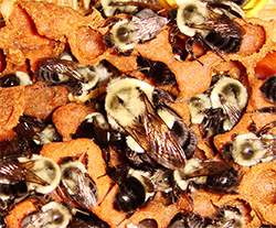 Hot foragers returning to a bumble bee hive could signal the availability of nutritious food.