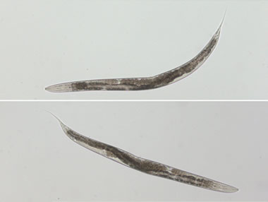 Microscopic photo of normal roundworms (top) and ill roundworms (bottom) without gene that permits resistance to pore-forming toxin