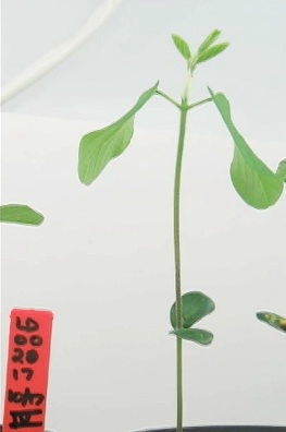 View Soybean Growth Video