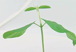 Photo of _Arabidopsis_