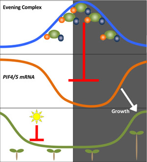 Evening Complex peaks in activity at sunset; its activity inhibits PIF4/5 mRNA, which promotes growth, except when inhibited by sunlight