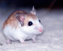 Camouflaged beach mouse forages on the coastal sand dunes in Florida.