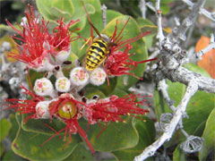 Photo of a wasp perched on stringy red blossoms