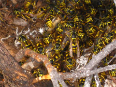 Photo of a swarm of yellowjackets