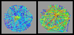 Colored line diagram of normal fruit flies (left) quickly found a female at the center of the testing arena, whilst flies unable to calibrate their olfactory systems (right) wandered aimlessly.