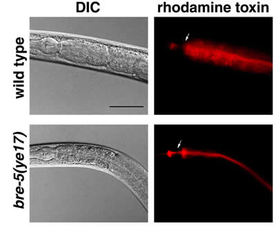 Microscopic photos of wild-type and resistant roundworms comparing DIC and rhodamine toxin effects