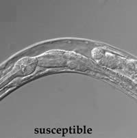 Microscopic photo of susceptible roundworm