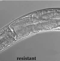 Microscopic photo of resistant roundwarm that was fed Bt toxin