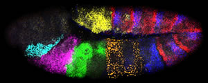 Activity of seven genes in a Drosophila embryo.