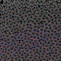 Activity of three genes in cells of a Drosophila embryo.