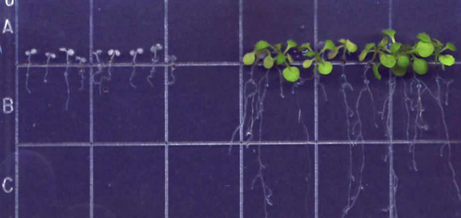 Row of green plants growing on a purple grid background to the right of much smaller white plants