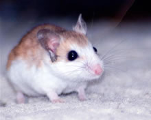 Beach mouse shown standing on beach sand. The picture is taken from a viewpoint close to the ground, demonstrating how the lighter fur on the side of the mouse helps it remain camoflaged among the sand dunes.