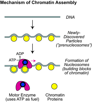 Mechanism of chromatin assembly
