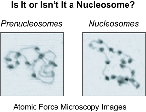 Prenucleosome