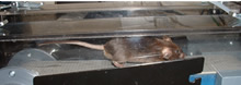 Genetically altered 'super mouse' on treadmill.