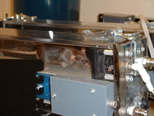 Genetically altered 'super mouse' on treadmill.