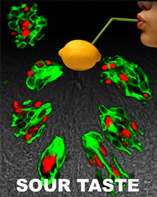 Tongue with bitter, sweet and umami receptors in green and sour receptors in red. Credit: Nicholas Ryba, NIDCR and Charles Zuker, UCSD