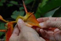 A large tropical flower collecting water is pried apart by bare hands