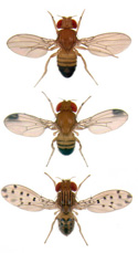 A top-down view of three Drosophila, with variations in wing spots, body striping, and legs