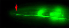 Fluorescence image highlighting where the neuron stops