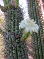 cactus with a white flower