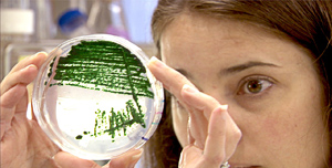 UC San Diego biologists are developing ways to produce fuel from algae and other plants.