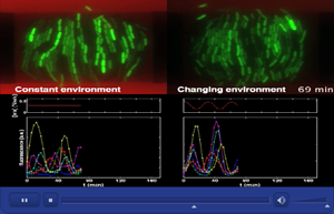 Screenshot of periodic pulses of arabinose (in red) act like day and night cycles to simulate how the blinking bacteria synchronize their biological clocks. At left, a simulation of bacteria in constant darkness reveals how the blinking bacteria are unable to synchronize their biological clocks. The in-phase and out-of-phase oscillations of the biological clocks are shown by the bottom two graphs.