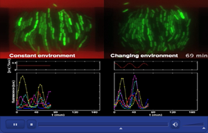 New understanding of the body's cells: Synchronise like pendulum