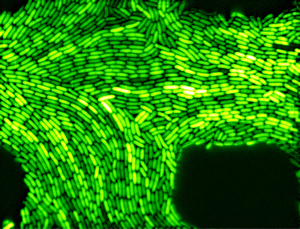 Green fluorescent protein