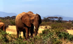 Savanna elephants in Samburu Park, Kenya