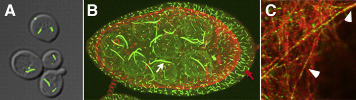 magnification of cells