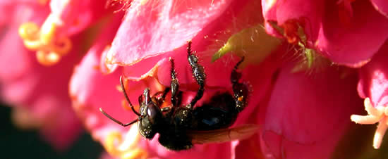 Close up photo of stingless bee on flower