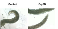 Hookworm before and after exposure to Cry5B toxin. Credit: Yale