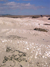 Pleistocene age fossil deposits with abundant bivalves near Playa Ramada, Chile. Deposits such as these, and older ones, provide information about past occurrences and ages of bivalve species and lineages. Photo credit: Marcelo Rivadeneira, UCSD