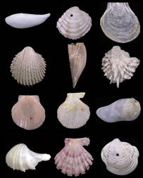 Marine bivalves show a wide array of morphologies and life habits and are a very important component of marine biodiversity. Photo credit: J. T. Smith, Scripps Institution of Oceanography
