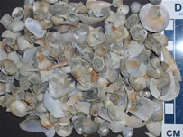 Death assemblage of tropical marine mollusks from Panama provide a glimpse into the high species richness in the tropics. Photo credit: Susan Kidwell, University of Chicago