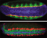 TRIPLE DELIGHT: Ventral (top) and ventro-lateral (bottom) views of Drosophila embryos triple-labeled to visualize expression patterns. The top image (early blastoderm) shows snail (blue), single minded (red), and rhomboid (green); the bottom image (early gastrulation) shows short gastrulation (blue), ventral nervous system defective (green), and intermediate nervous system defective (red). 