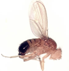 Close-up photo of fruit fly Drosophila melanogaster