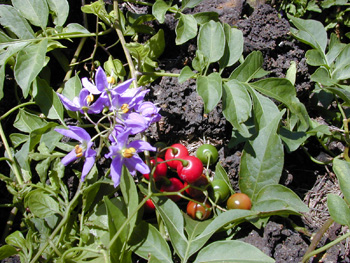 Photo of Brazilian Nightshade