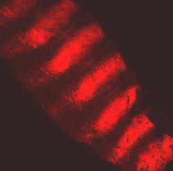 Tweedle proteins (Red) in the cuticle of fruit fly larvae