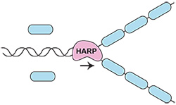 Colored figure depicting the enzyme HARP 'rewinds' sections of the double-stranded DNA molecule that become unwound, like the tangled ribbons from a cassette tape
