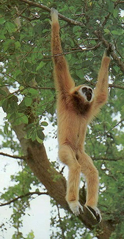 Ape hanging from tree