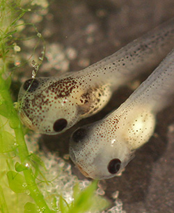 Closeup photo of two pale tadpoles side-by-side underwater