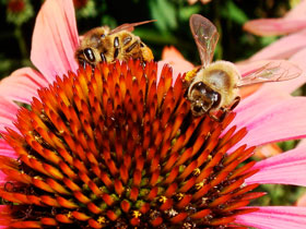 Photo of bee on flower