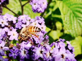 Another Photo of bee on flower