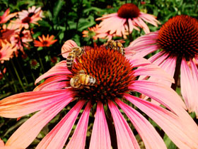 Yup - Another Photo of a bee on a flower. Last one, I promise! 