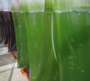 Close-up photo of plastic bags of green algae side-by-side