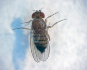 Closeup of fly