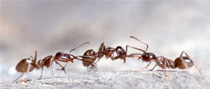 Argentine ants fighting. Photo Credit: Marc Dantzker